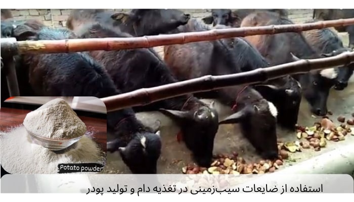 استفاده از ضایعات سیب‌زمینی در تغذیه دام و تولید پودر